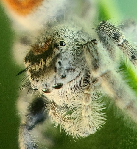 California Red Jumping Spider photo 4