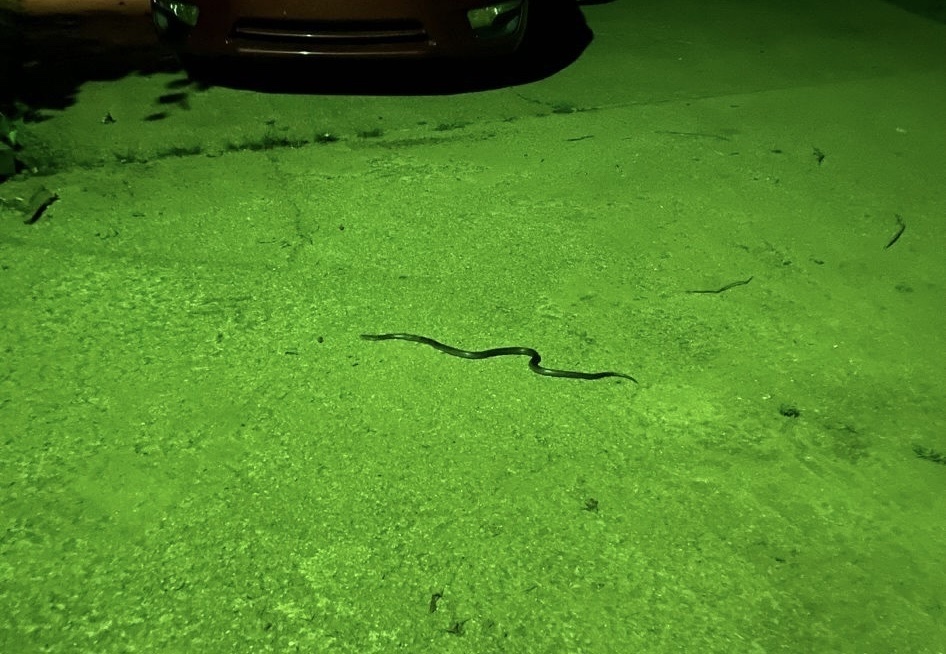 Colubrine Snakes from Cedar Creek State Park, Glenville, WV, US on ...