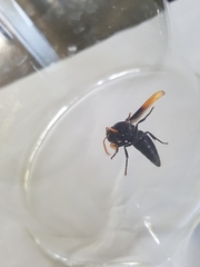 Rhynchium atrissimum