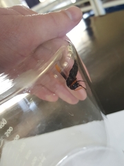 Rhynchium atrissimum