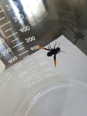 Rhynchium atrissimum