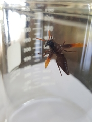 Rhynchium atrissimum