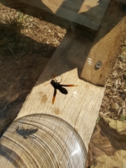 Rhynchium atrissimum