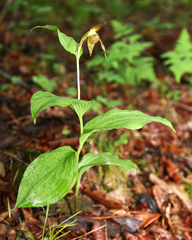 Cypripedium shanxiense