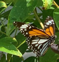 Danaus melanippus hegesippus