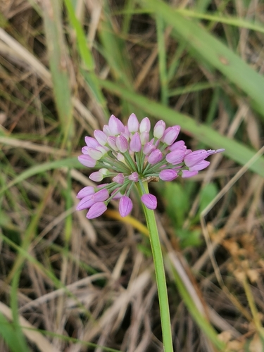 Image of Allium spirale by (c) Elena_Sherehora, some rights reserved (CC BY)