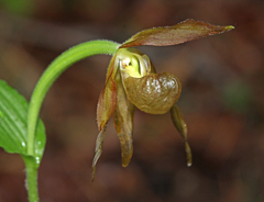 Cypripedium shanxiense