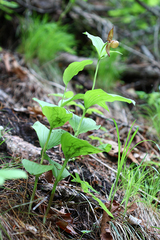 Cypripedium shanxiense