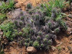 Euphorbia ferox
