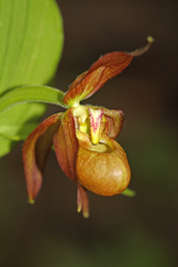 Cypripedium shanxiense
