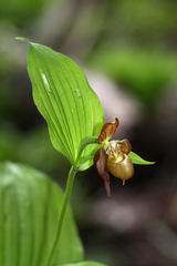 Cypripedium shanxiense