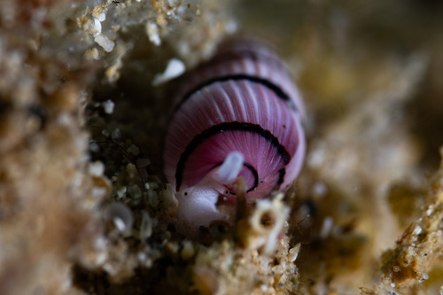 Terenolla pygmaea observed 2023-09-01