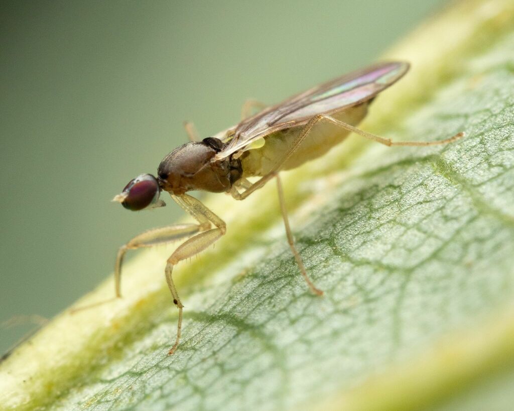 Hemerodromia