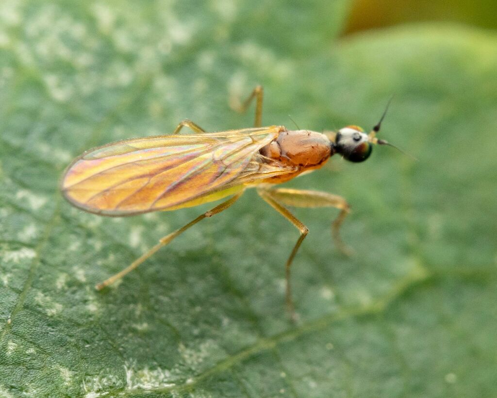 Phyllodromia