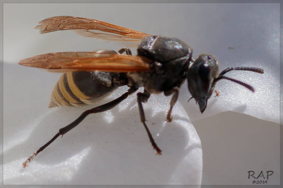 Brachygastra lecheguana