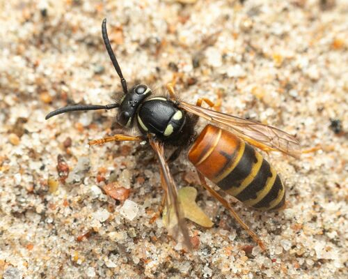 Red-banded Yellowjacket