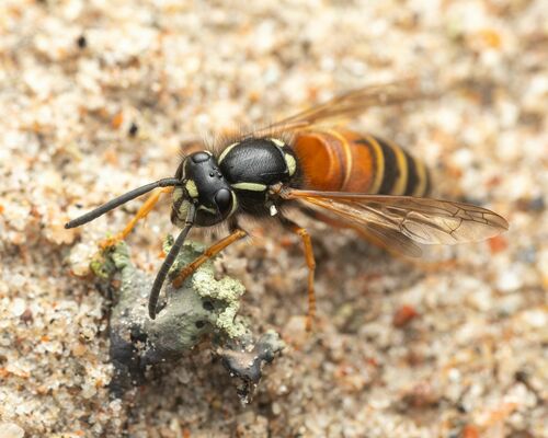 Red-banded Yellowjacket