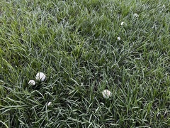 Chlorophyllum molybdites image