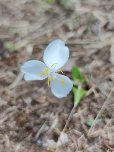 Weldenia candida, photograph 6