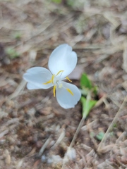 Weldenia candida, photograph (c) Liliana Ramírez-Freire, some rights reserved (CC BY)