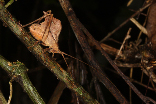 Typophyllum inflatum