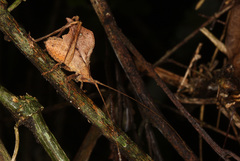 Typophyllum inflatum