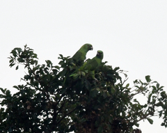 Amazona auropalliata