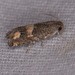 Epiblema luctuosissima - Photo (c) Jack Cochran, some rights reserved (CC BY-NC), uploaded by Jack Cochran