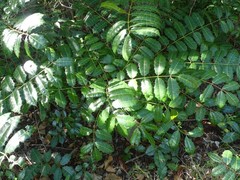 Comocladia platyphylla