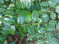 Comocladia platyphylla