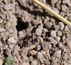 Dorymyrmex insanus