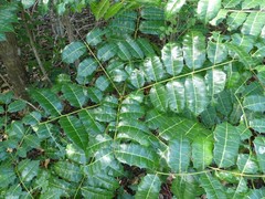 Comocladia platyphylla