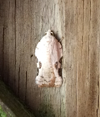 Acleris subnivana