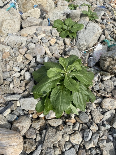 Jacobaea pseudoarnica, photograph 2