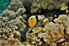 Chaetodon austriacus