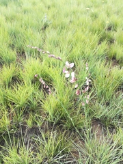 Polygala hottentotta