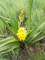 Hypoxis galpinii