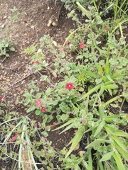 Jamesbrittenia breviflora