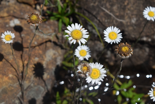 Kam Felicia (Felicia wrightii)