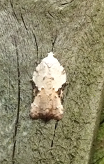 Acleris subnivana