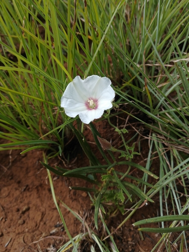 Baboon Bindweed (Convolvulus thunbergii)