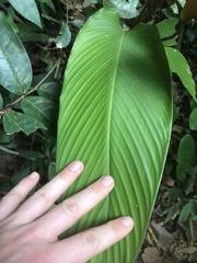 Pleiostachya pruinosa