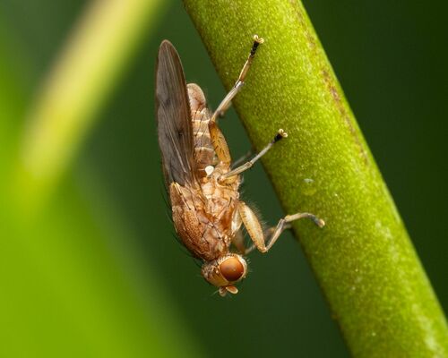 Suillia affinis