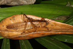Iaratrox maculata