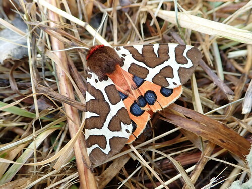 Garden tiger moth