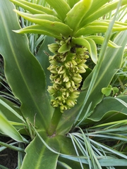 Eucomis autumnalis clavata