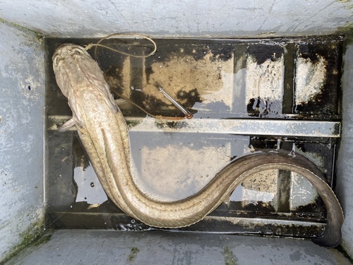 Giant wrymouth (Cryptacanthodes giganteus) — Cryptacanthodidae — 3