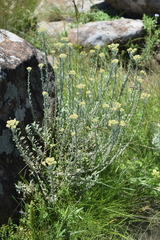 Helichrysum obductum