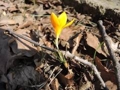 Crocus flavus