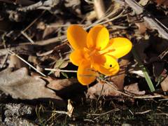 Crocus flavus